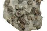 Cluster Of + Austerops Trilobite & Harpid - Jorf, Morocco #356935-5